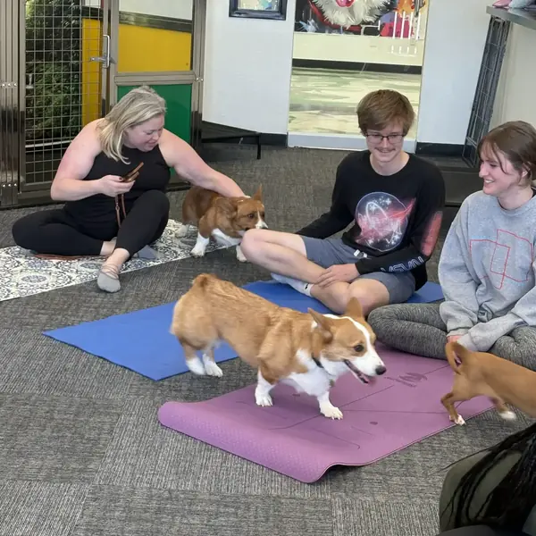 Yoga with puppies at K9 Rox Club